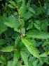  ( - MP934)  @11 [ ] Copyright (2013) PHCDBS Paul Hebert Centre for DNA Barcoding and Biodiversity Studies