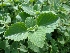  ( - MP217)  @11 [ ] Copyright (2014) G D Khedkar Paul Hebert Centre For DNA Barcoding And Biodiversity Studies