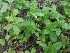  ( - MP949)  @11 [ ] Copyright (2013) PHCDBS Paul Hebert Centre for DNA Barcoding and Biodiversity Studies