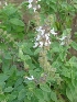  ( - MP959)  @11 [ ] Copyright (2013) PHCDBS Paul Hebert Centre for DNA Barcoding and Biodiversity Studies