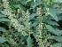  ( - MP967)  @11 [ ] Copyright (2013) PHCDBS Paul Hebert Centre for DNA Barcoding and Biodiversity Studies