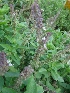  ( - MP969)  @11 [ ] Copyright (2013) PHCDBS Paul Hebert Centre for DNA Barcoding and Biodiversity Studies