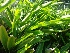  ( - MP987)  @11 [ ] Copyright (2013) PHCDBS Paul Hebert Centre for DNA Barcoding and Biodiversity Studies