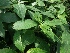  (Strobilanthes - MP995)  @11 [ ] Copyright (2013) PHCDBS Paul Hebert Centre for DNA Barcoding and Biodiversity Studies