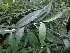  (Buddleja asiatica - MP1001)  @11 [ ] Copyright (2013) PHCDBS Paul Hebert Centre for DNA Barcoding and Biodiversity Studies