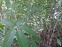  ( - MP1004)  @11 [ ] Copyright (2013) PHCDBS Paul Hebert Centre for DNA Barcoding and Biodiversity Studies