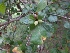  ( - MP1011)  @11 [ ] Copyright (2013) PHCDBS Paul Hebert Centre for DNA Barcoding and Biodiversity Studies