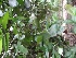  ( - MP225.1)  @11 [ ] Copyright (2013) PHCDBS Paul Hebert Centre for DNA Barcoding and Biodiversity Studies