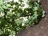  ( - MP265.1)  @11 [ ] Copyright (2014) PHCDBS Paul Hebert Centre fo DNA Barcoding And Biodiversity Studise