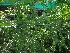  ( - MP1024)  @11 [ ] Copyright (2013) PHCDBS Paul Hebert Centre for DNA Barcoding and Biodiversity Studies