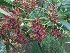  ( - MP1030)  @11 [ ] Copyright (2013) PHCDBS Paul Hebert Centre for DNA Barcoding and Biodiversity Studies