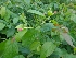  ( - MP1039)  @11 [ ] Copyright (2013) PHCDBS Paul Hebert Centre for DNA Barcoding and Biodiversity Studies