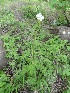 (Pinda - MP285)  @11 [ ] Copyright (2014) PHCDBS Paul Hebert Centre fo DNA Barcoding And Biodiversity Studise