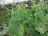  ( - MP1083)  @11 [ ] Copyright (2013) PHCDBS Paul Hebert Centre for DNA Barcoding and Biodiversity Studies