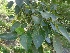  ( - MP1084)  @11 [ ] Copyright (2013) PHCDBS Paul Hebert Centre for DNA Barcoding and Biodiversity Studies