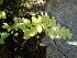  ( - MP1086)  @11 [ ] Copyright (2013) PHCDBS Paul Hebert Centre for DNA Barcoding and Biodiversity Studies