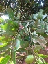  ( - MP3934)  @11 [ ] Copyright (2015) PHCDBS Paul Hebert Centre For DNA Barcoding And Biodiversity Studies
