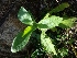  (Nicotiana debneyi - MP1102)  @11 [ ] Copyright (2013) PHCDBS Paul Hebert Centre for DNA Barcoding and Biodiversity Studies