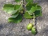  (Gmelina arboria - BU82)  @11 [ ] Copyright (2014) PHCDBS Paul Hebert Centre For DNA Barcoding And Biodiversity Studies