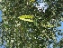  ( - MP1111)  @11 [ ] Copyright (2013) PHCDBS Paul Hebert Centre for DNA Barcoding and Biodiversity Studies
