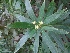  ( - MP1117)  @11 [ ] Copyright (2013) PHCDBS Paul Hebert Centre for DNA Barcoding and Biodiversity Studies