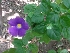  ( - MP1118)  @11 [ ] Copyright (2013) PHCDBS Paul Hebert Centre for DNA Barcoding and Biodiversity Studies