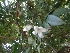  ( - MP1135)  @11 [ ] Copyright (2013) PHCDBS Paul Hebert Centre for DNA Barcoding and Biodiversity Studies
