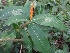  (Sanchezia - MP1139)  @11 [ ] Copyright (2013) PHCDBS Paul Hebert Centre for DNA Barcoding and Biodiversity Studies