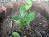  ( - MP1158)  @11 [ ] Copyright (2013) PHCDBS Paul Hebert Centre for DNA Barcoding and Biodiversity Studies
