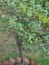  ( - MP1172)  @11 [ ] Copyright (2013) PHCDBS Paul Hebert Centre for DNA Barcoding and Biodiversity Studies