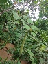  ( - MP1180)  @11 [ ] Copyright (2013) PHCDBS Paul Hebert Centre for DNA Barcoding and Biodiversity Studies