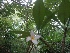  (Plumeria alba - MP1186.1)  @11 [ ] Copyright (2013) PHCDBS Paul Hebert Centre for DNA Barcoding and Biodiversity Studies