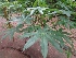  ( - MP1189.1)  @11 [ ] Copyright (2013) PHCDBS Paul Hebert Centre for DNA Barcoding and Biodiversity Studies