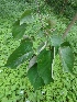  ( - MP1192.1)  @11 [ ] Copyright (2013) PHCDBS Paul Hebert Centre for DNA Barcoding and Biodiversity Studies