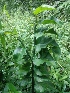  ( - MP1194.1)  @11 [ ] Copyright (2013) PHCDBS Paul Hebert Centre for DNA Barcoding and Biodiversity Studies