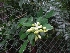  ( - MP1196.1)  @11 [ ] Copyright (2013) PHCDBS Paul Hebert Centre for DNA Barcoding and Biodiversity Studies