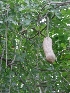  ( - MP1205)  @11 [ ] Copyright (2014) PHCDBS Paul Hebert Centre for DNA Barcoding and Biodiversity Studies