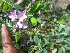  ( - MP1208)  @11 [ ] Copyright (2013) PHCDBS Paul Hebert Centre for DNA Barcoding and Biodiversity Studies