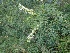  ( - MP1215)  @11 [ ] Copyright (2014) G.D. Khedkar Paul Hebert Centre For DNA Barcoding And Biodiversity Studies