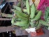  ( - MP3972)  @11 [ ] Copyright (2015) PHCDBS Paul Hebert Centre For DNA Barcoding And Biodiversity Studies