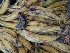  ( - MP3967)  @11 [ ] Copyright (2015) PHCDBS Paul Hebert Centre For DNA Barcoding And Biodiversity Studies