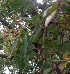  ( - MP5281)  @11 [ ] Copyright (2015) G D Khedkar Paul Hebert Centre For DNA Barcoding And Biodiversity Studies
