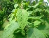  (Callicarpa longifolia - MP5487)  @11 [ ] Copyright (2015) G D Khedkar Paul Hebert Centre For DNA Barcoding And Biodiversity Studies