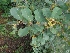  (Anogeissus latifolia - MP1220)  @11 [ ] Copyright (2013) PHCDBS Paul Hebert Centre for DNA Barcoding and Biodiversity Studies