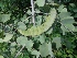  ( - MP1222)  @11 [ ] Copyright (2013) PHCDBS Paul Hebert Centre for DNA Barcoding and Biodiversity Studies