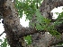  (Bursera - MP1223)  @11 [ ] Copyright (2013) PHCDBS Paul Hebert Centre for DNA Barcoding and Biodiversity Studies