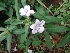  ( - MP1229.1)  @11 [ ] Copyright (2013) PHCDBS Paul Hebert Centre for DNA Barcoding and Biodiversity Studies