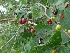  ( - MP1232)  @11 [ ] Copyright (2013) PHCDBS Paul Hebert Centre for DNA Barcoding and Biodiversity Studies