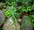  ( - MP5513)  @11 [ ] Copyright (2015) G D Khedkar Paul Hebert Centre For DNA Barcoding And Biodiversity Studies