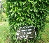  ( - MP5460)  @11 [ ] Copyright (2015) G D Khedkar Paul Hebert Centre For DNA Barcoding And Biodiversity Studies